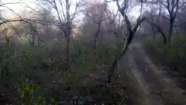 Tourists of Punjab spotted ST-9, seeing the leopard chasing it, it climbed a tree...watch video