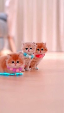 Cute Cats _ Funny Cats #cats #shorts #viral #pets #mmvcats