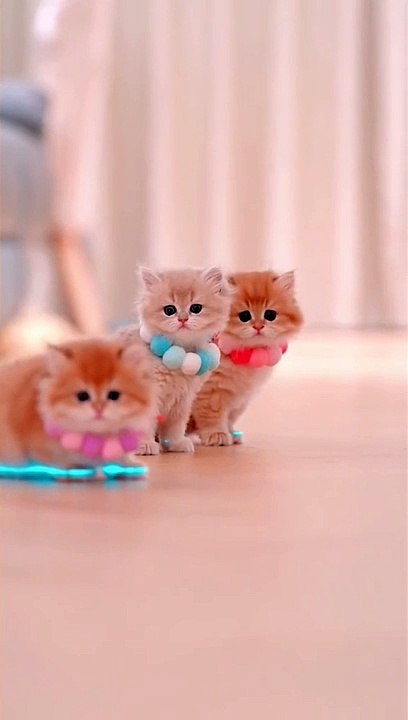 Cute Cats _ Funny Cats  #cats #shorts #viral #pets #mmvcats