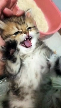 Cute Cats _ Funny Cats #cats #shorts #viral #pets #mmvcats