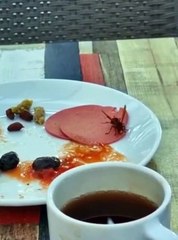 La Guêpe Gourmande : Découvrez son Appétit Inattendu 🐝