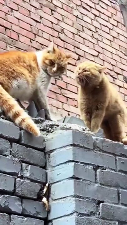 Comment troller un chat