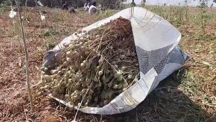 चपनेर में पकड़ी गई अफीम की खेती
