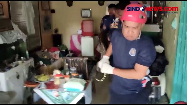 Ular Piton Sepanjang 4 Meter Dievakuasi saat Memangsa Ayam Milik Warga di Padang, Sumatera Barat