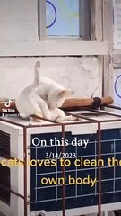 cats loves to clean their own body