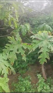 गेहूं की पैदावार में अवैध गांजे की खेती पकड़ी, पुलिस ने 890 पौधे जब्त किए