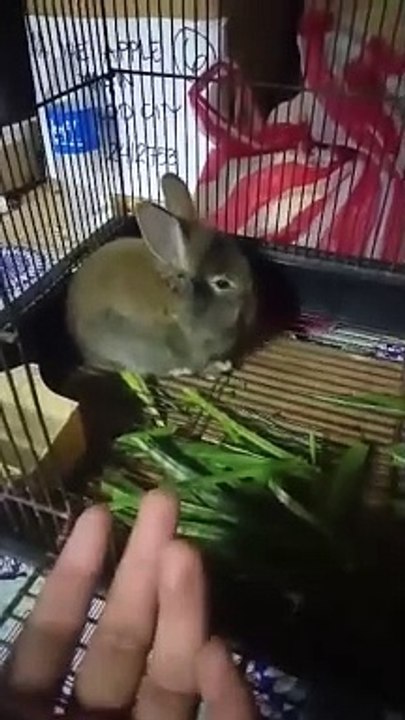Baby rabbit
