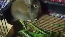 Baby rabbit