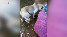 Yavrularını besleyen kadına minnet gösteren anne köpeğin hareketi şaşırttı