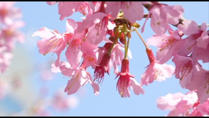 Tokyo si tinge di rosa, fioritura anticipata dei ciliegi