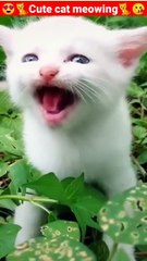 Cat Meowing_Cat Sound_ Cute Cat Videos #shorts #cat #cats #dog #puppy #catlover #catfunnyshorts