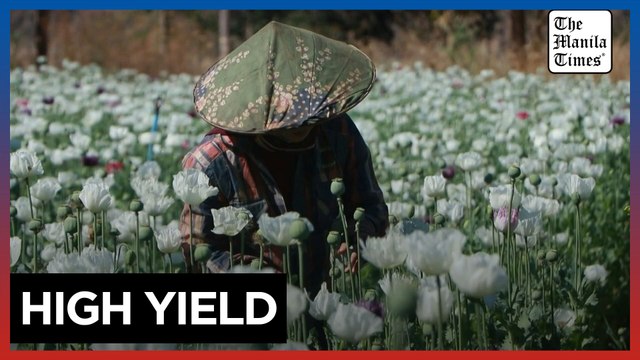 Myanmar farmers turn to growing poppies as main source of income