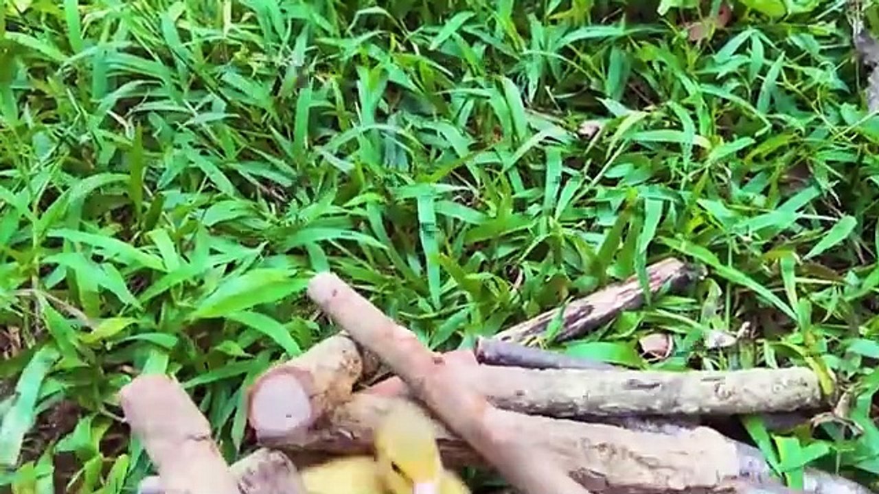 Monkey Baby Bon Bon goes shark fishing and eats watermelon and ducklings in the garden