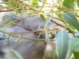 Koala in Phillip Island