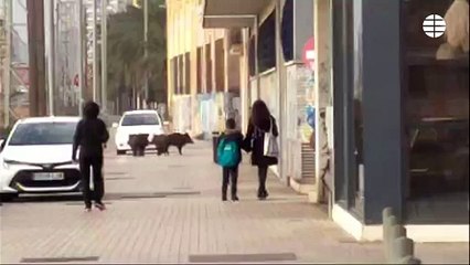Varios jabalíes campan a sus anchas por las calles de Badalona