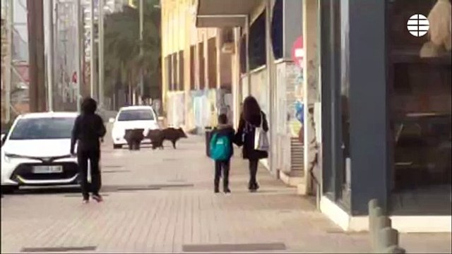 Varios jabalíes campan a sus anchas por las calles de Badalona