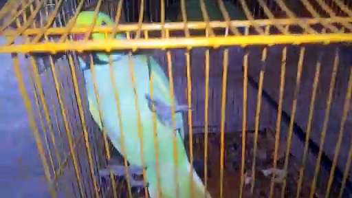 Talking Parrot