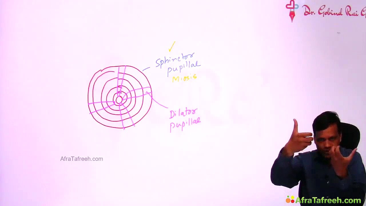 Active and passive mydriasis ANS pharmacology video Dailymotion