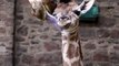 Baby giraffe born at Chester Zoo - with birth caught on camera
