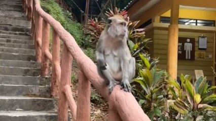 Vacationer's attempt to chat with Langkawi monkey takes a WILD turn