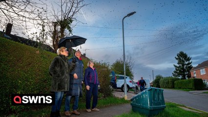 Village left covered in bird poo after invasion of tens of thousands of starlings