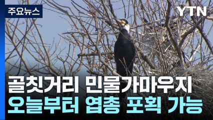 골칫거리 민물가마우지...오늘부터 엽총 포획 가능 / YTN