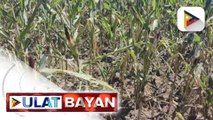 Halaga ng pagkalugi ng mga magsasaka, nasa higit P88-M, ayon sa DA