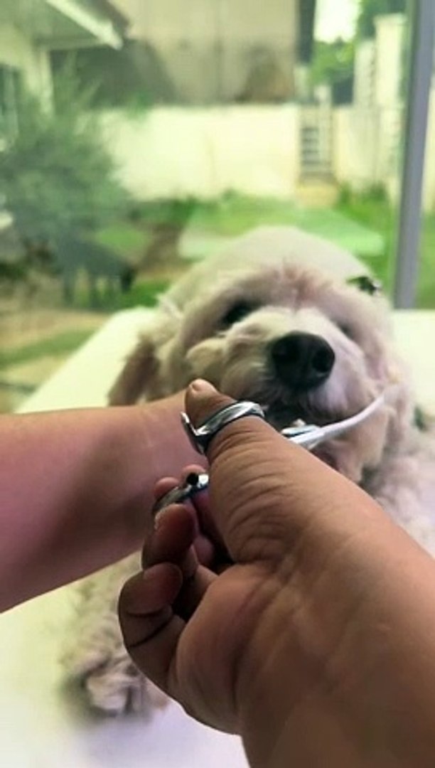 ⁣Scissor Grooming Session for a Precious Pup!