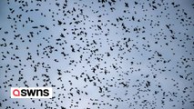 Village covered in bird poo after invasion of tens of thousands of starlings