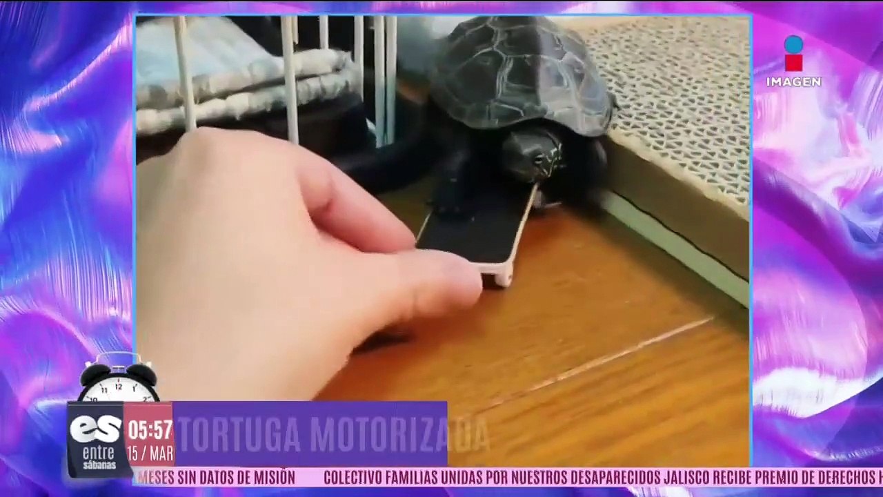 Tortuga motorizada
