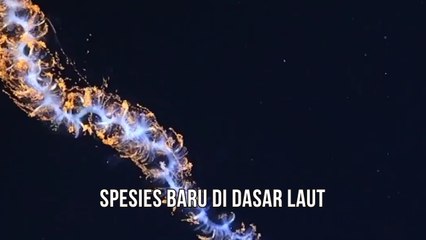 Spesies Baru Yang Ditemukan di Dasar Laut