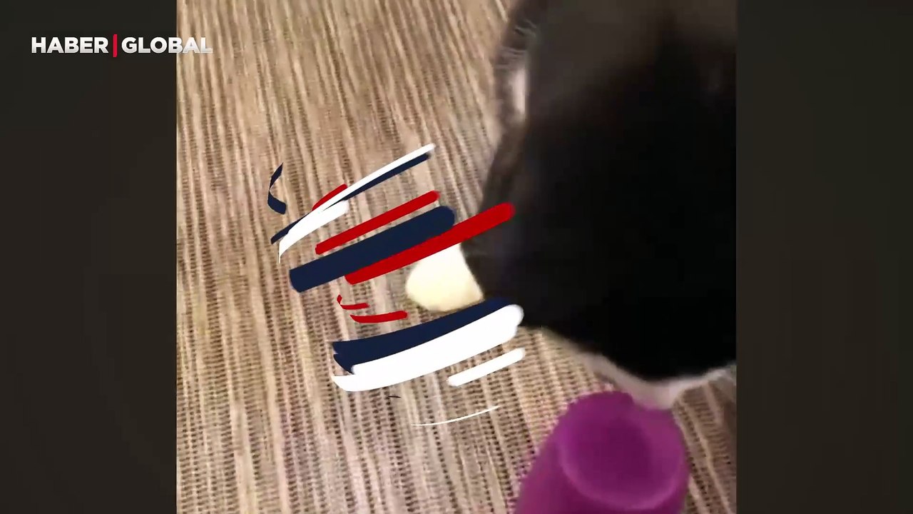 Sahibi ile oynadığı oyunda doğru kabı bulamayınca sinirlenen kedi kahkahaya boğdu