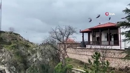 Baharın habercisi leylekler Şeyh Edebali'yi selamladı! 'İlk defa böyle bir olaya şahit olduk'
