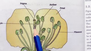 How Flowering plants reproduce