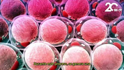 Hipertrofia: ¿Cómo se rompe y repara el tejido muscular para crecer? - #ExclusivoMSP