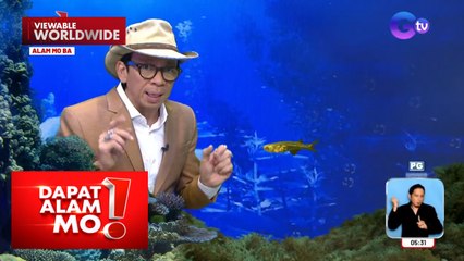 Isang uri ng isda, nakapaglalabas ng tunog na kasing lakas ng eroplano o firework | Dapat Alam Mo!