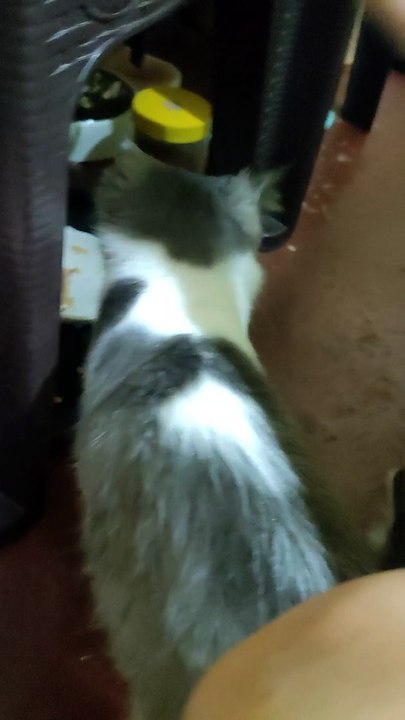 Oreo❤️