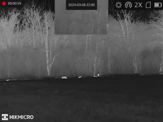 Sangliers bois de Bastard  (1)