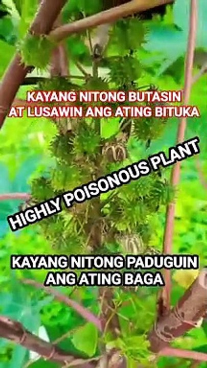 Highly poison plant