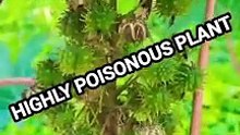 Highly poison plant