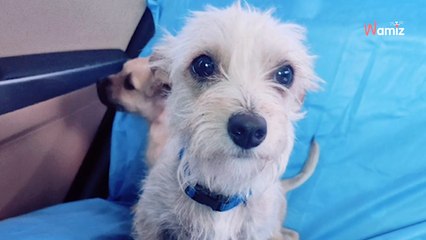 Ils volent les chiots d'une chienne sans défense : elle est prête à tout pour lui rendre justice (vidéo)