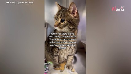 Ce chat a vécu 10 ans avec sa famille : il retourne au refuge pour une raison qui donne la nausée à 602K personnes (vidéo)