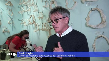 Especialistas da Flórida tentam desmistificar ataques de tubarão