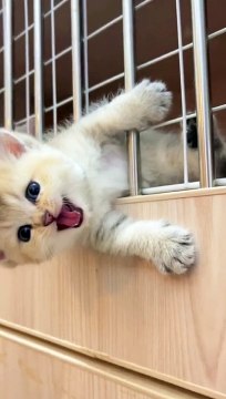 Cute Cats _ Funny Cats #cats #shorts #viral #pets #mmvcats