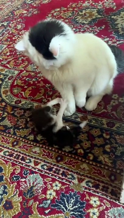 Cute Cats _ Funny Cats  #cats #shorts #viral #pets #mmvcats