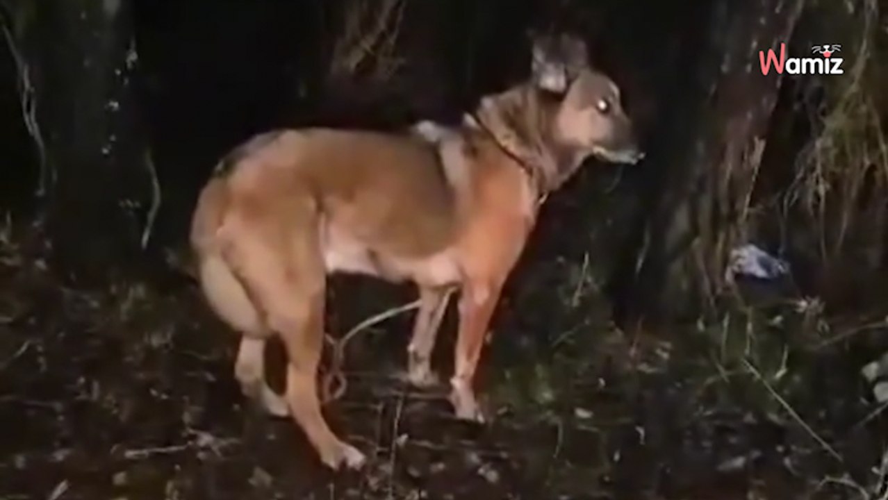 Alpes-Maritimes : au retour d'une intervention, ils découvrent un chien attaché dans la forêt située devant le refuge