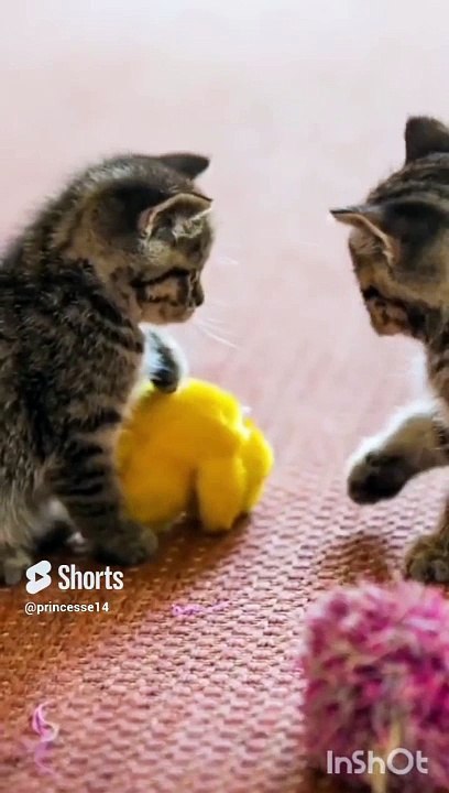 #kitten #cute #cat #catlover #funny #cutecat #funnycats #comedy #viral #challenge