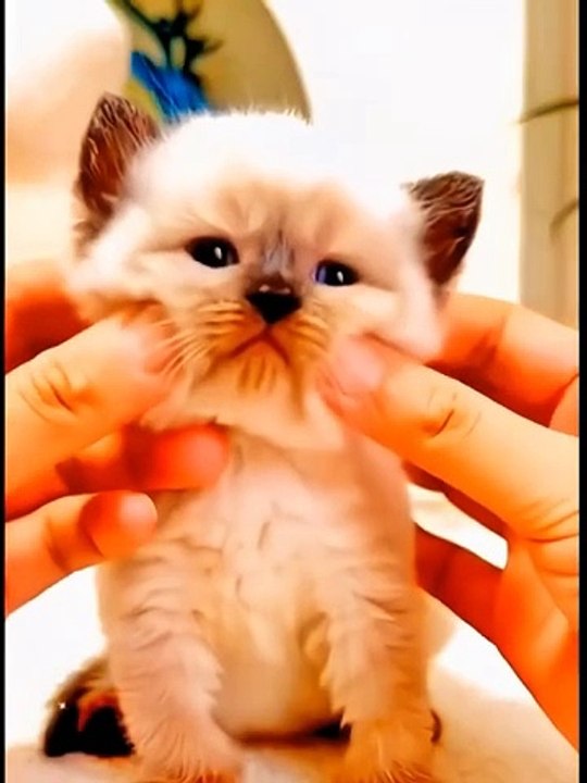 Cute Cats _ Funny Cats  #cats #shorts #viral #pets #mmvcats