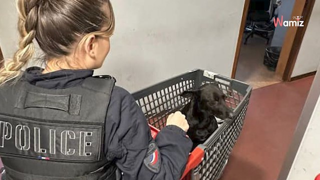 Marseille : sur le Vieux-Port, une chienne gestante à l'agonie a été mise en sécurité au commissariat