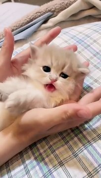 Cute Cats _ Funny Cats #cats #shorts #viral #pets #mmvcats